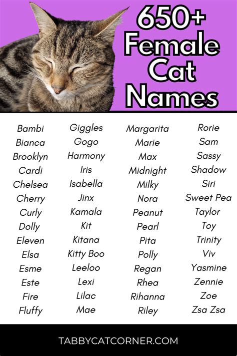 dainty cat names|pretty cat names female.